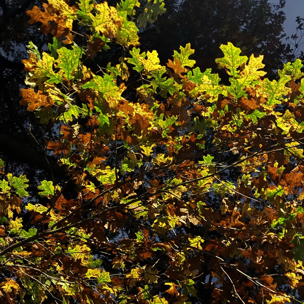 Meet your Posher, Allyson